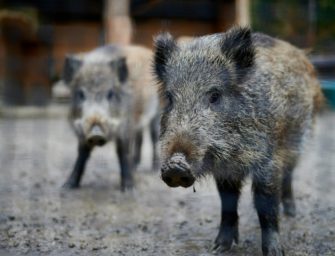 Trichinen: Tierseuche erneut in Brandenburg ausgebrochen