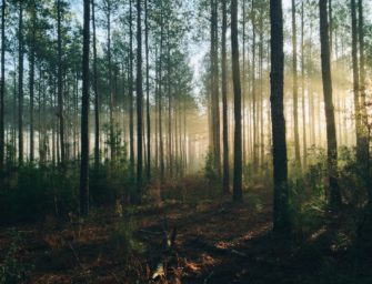 DJV: Umfrage für Jungjägerinnen und -jäger