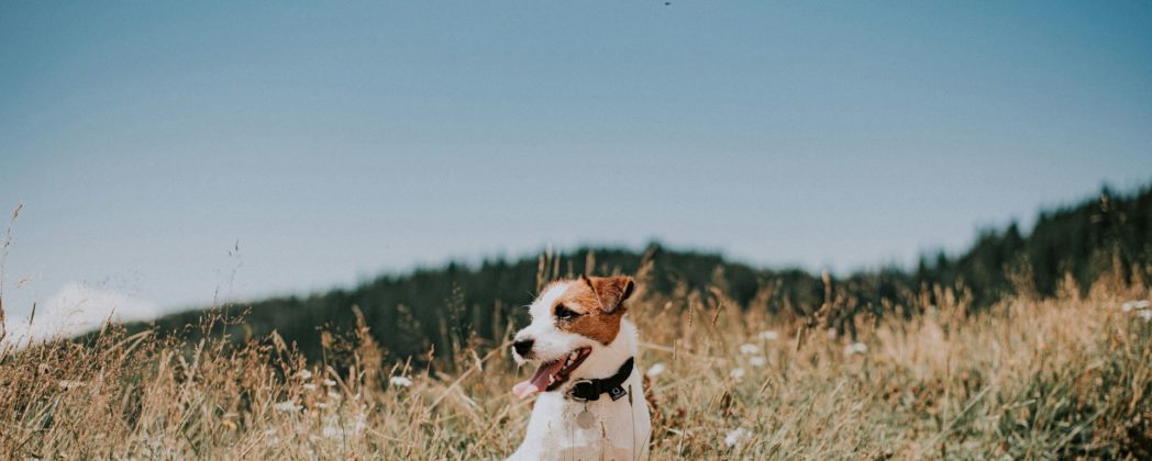 Jack Russell Terrier – kompakter Jagdhund mit Charakter