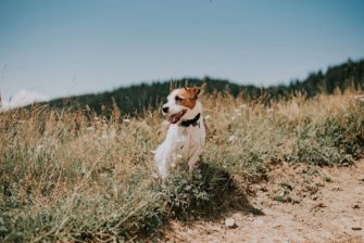 Jack Russell Terrier – kompakter Jagdhund mit Charakter