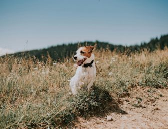 Jack Russell Terrier – kompakter Jagdhund mit Charakter