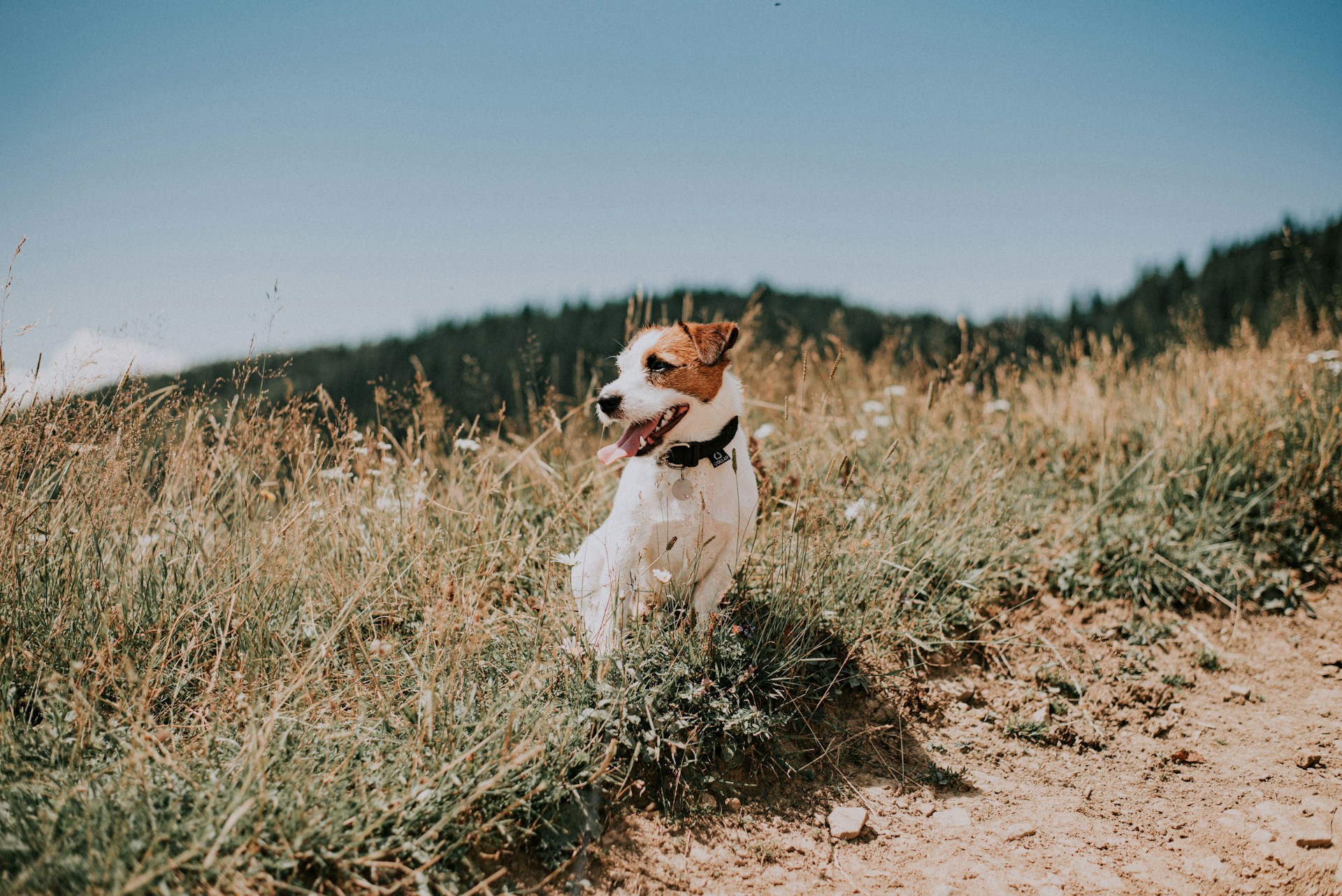 Jack Russell Terrier im Feld