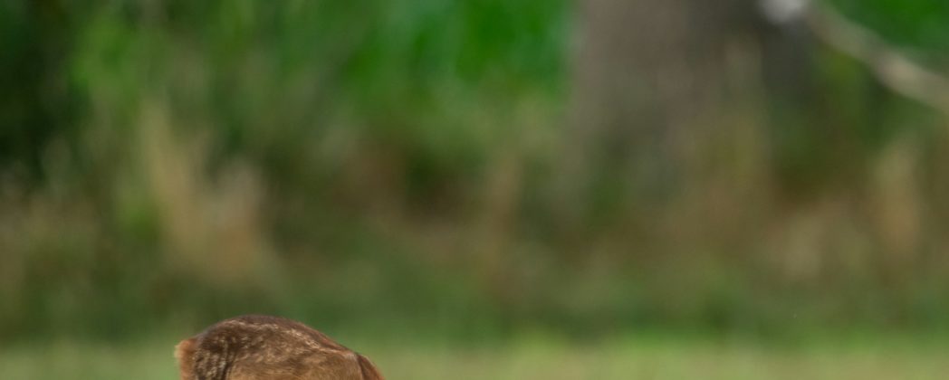 Rehkitzrettung: BMLEH fördert Drohnen mit Wärmebildtechnik