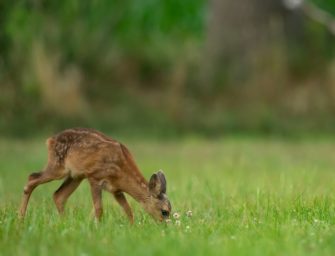 Rehkitzrettung: BMLEH fördert Drohnen mit Wärmebildtechnik
