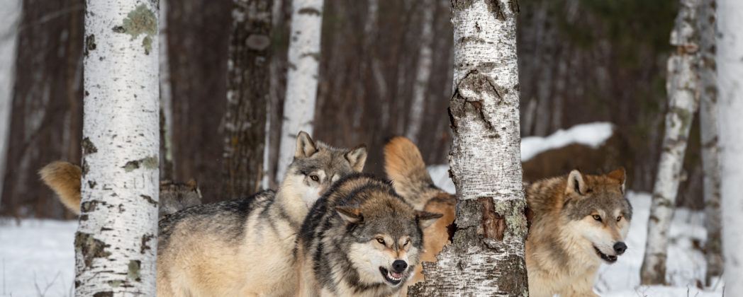 Wolfsangriff – Zwei Wölfe erlegt, Jagdhund gerettet