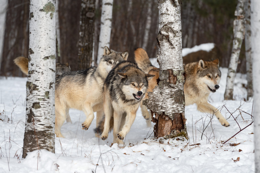 Wolves (Canis lupus) Chase Through Woods Winter