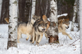 Wolfsangriff – Zwei Wölfe erlegt, Jagdhund gerettet