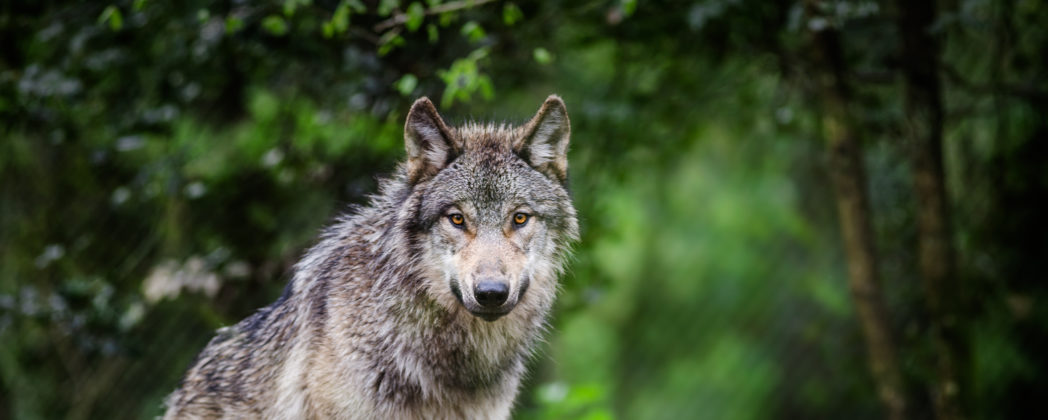 Hamburg: Wolf beißt Frau ins Gesicht