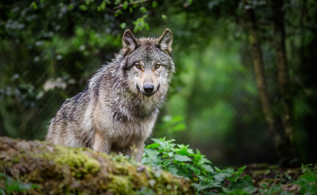 Gray wolf standing in a forest – France