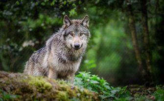 Hamburg: Wolf beißt Frau ins Gesicht