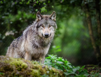 Wolf in Hamburg: Frau verletzt – Senatorin spricht von „Präzedenzfall“
