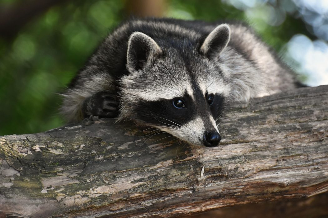 alexas_fotos-raccoon-3820327_1920