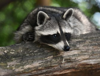 Waschbär-Jagd: Neuer Rekord in Deutschland