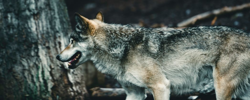 Wolf greift Wanderin im Wald an? Frau am Bein verletzt