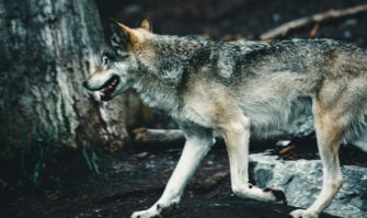 Wolf greift Wanderin im Wald an? Frau am Bein verletzt