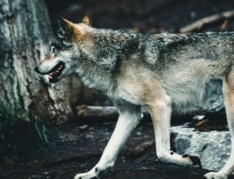 Wolf greift Wanderin im Wald an? Frau am Bein verletzt