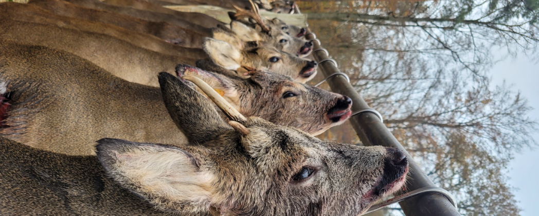 Rehwildbestand soll drastisch reduziert werden: Prämien für Jäger