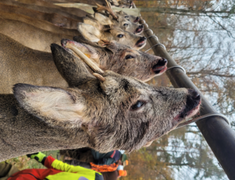 Rehwildbestand soll drastisch reduziert werden: Prämien für Jäger