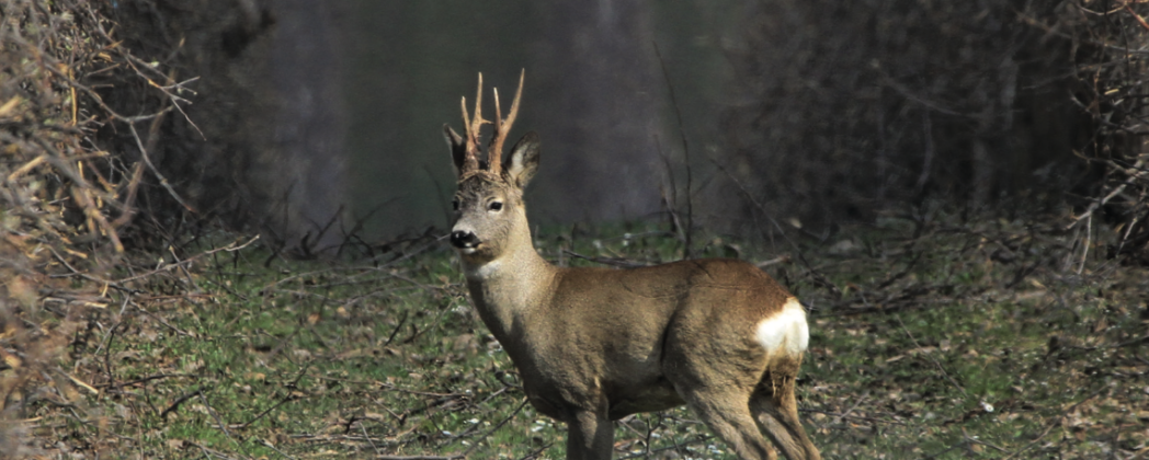 Rehwild bestätigen: Tipps für die Bestandsaufnahme im Frühling
