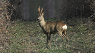 Rehwild bestätigen: Tipps für die Bestandsaufnahme im Frühling