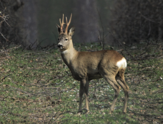 Rehwild best&auml;tigen: Tipps f&uuml;r die Bestandsaufnahme im Fr&uuml;hling