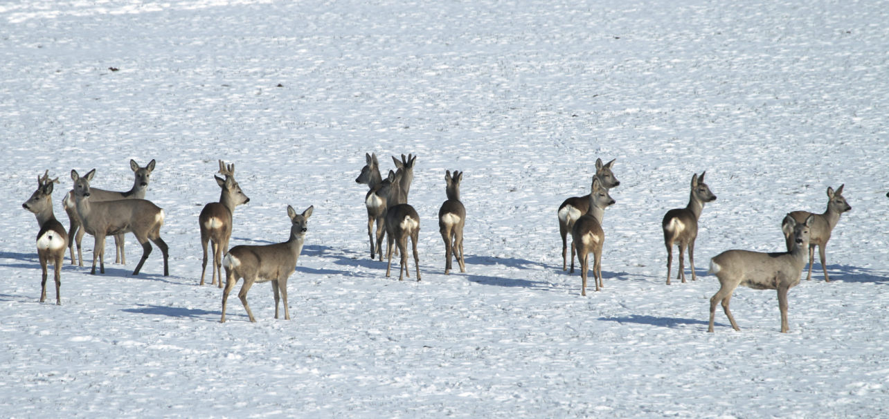 Rehwild im Schnee