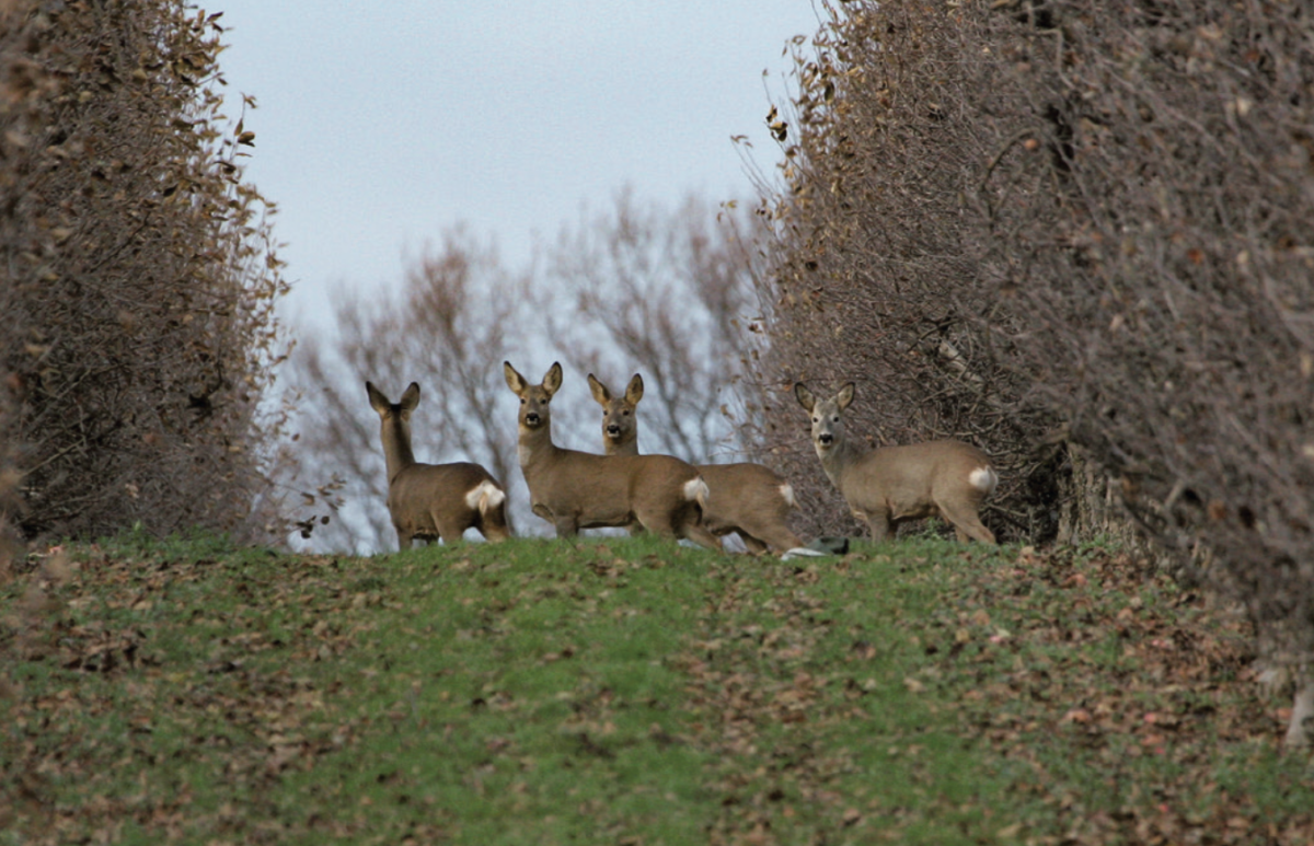 Rehwild im Rapsschlag