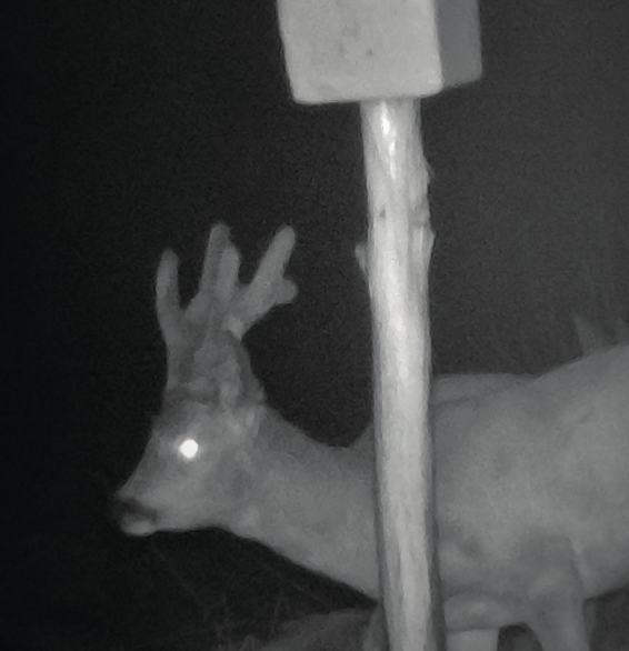 Rehwild an Salzlecke