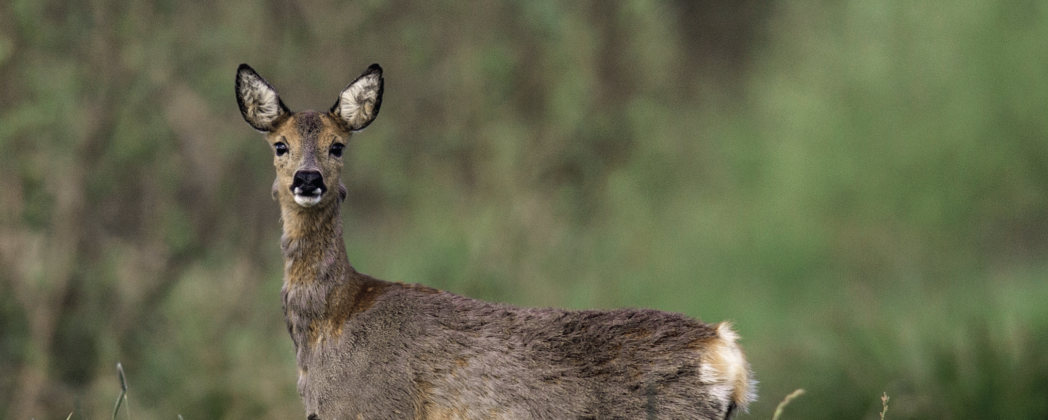 Rehwild ansprechen: Wie die Unterscheidung von Schmalwild und Ricke gelingt