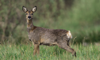 Rehwild ansprechen: Wie die Unterscheidung von Schmalwild und Ricke gelingt