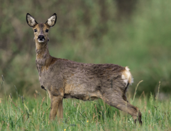 Rehwild ansprechen: Wie die Unterscheidung von Schmalwild und Ricke gelingt