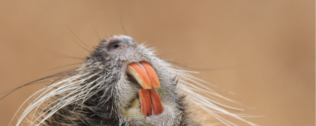 Nutria-Jagd: Das sollen Jäger für den Abschuss erhalten