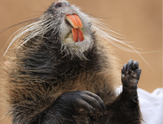 Nutria-Jagd: Das sollen Jäger für den Abschuss erhalten