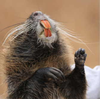 Nutria-Jagd: Das sollen Jäger für den Abschuss erhalten