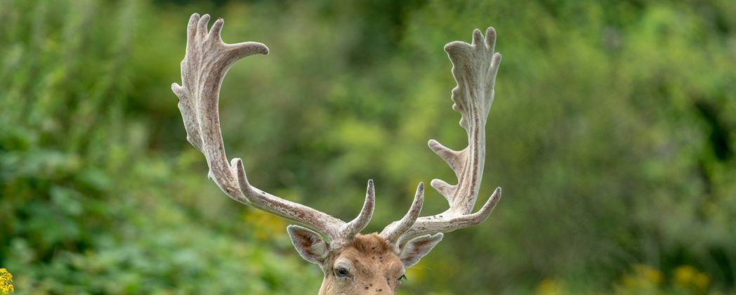A7: Wie ein Hirsch bei Soltau für dutzende Notrufe sorgt