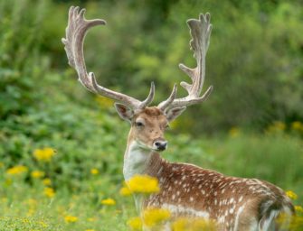 A7: Wie ein Hirsch bei Soltau für dutzende Notrufe sorgt