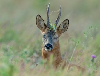 Reh verfängt sich in Zaun – Feuerwehr rettet Wildtier in Dieburg