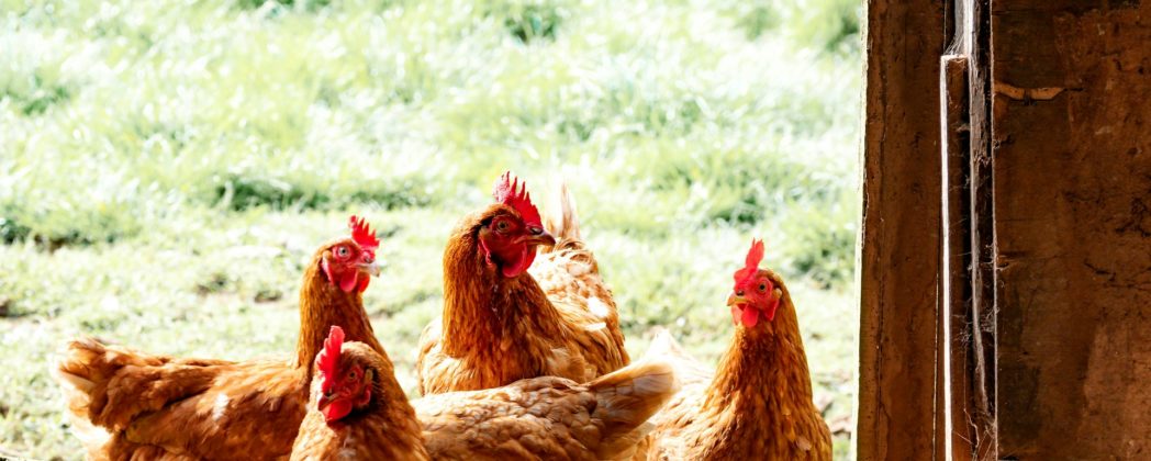 Eier zu Ostern: Knappheit durch die Vogelgrippe?