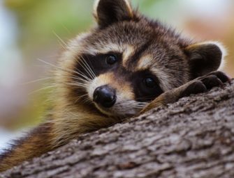 Waschbär durch Marder-Falle verstümmelt: Polizei ermittelt