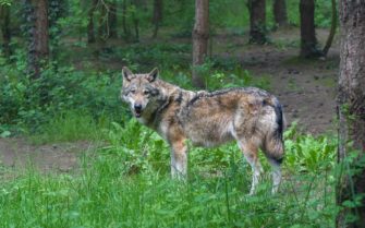 Wolf in Cuxhaven geschossen: Ist das richtige Tier gestorben?