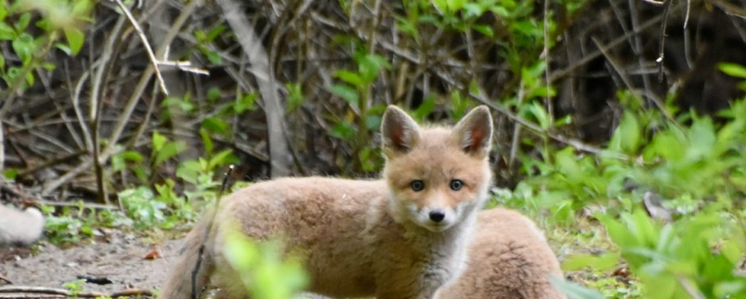 Fuchs gestohlen: Taschendieb in Berlin mit Fuchswelpe erwischt