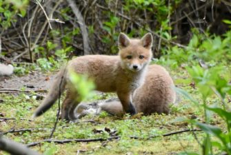 Fuchs gestohlen: Taschendieb in Berlin mit Fuchswelpe erwischt
