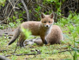 Fuchs gestohlen: Taschendieb in Berlin mit Fuchswelpe erwischt