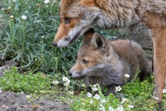 Fuchs-Welpen in Berlin: Tiere hingen tagelang in Loch fest