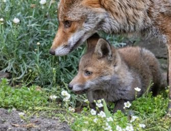 Fuchs-Welpen in Berlin: Tiere hingen tagelang in Loch fest