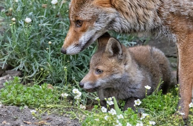 Fuchs-Welpen in Berlin: Tiere hingen tagelang in Loch fest