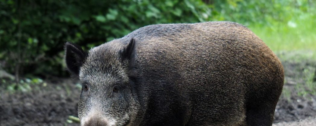 Wildschwein FAQ: Informationen rund ums Schwarzwild