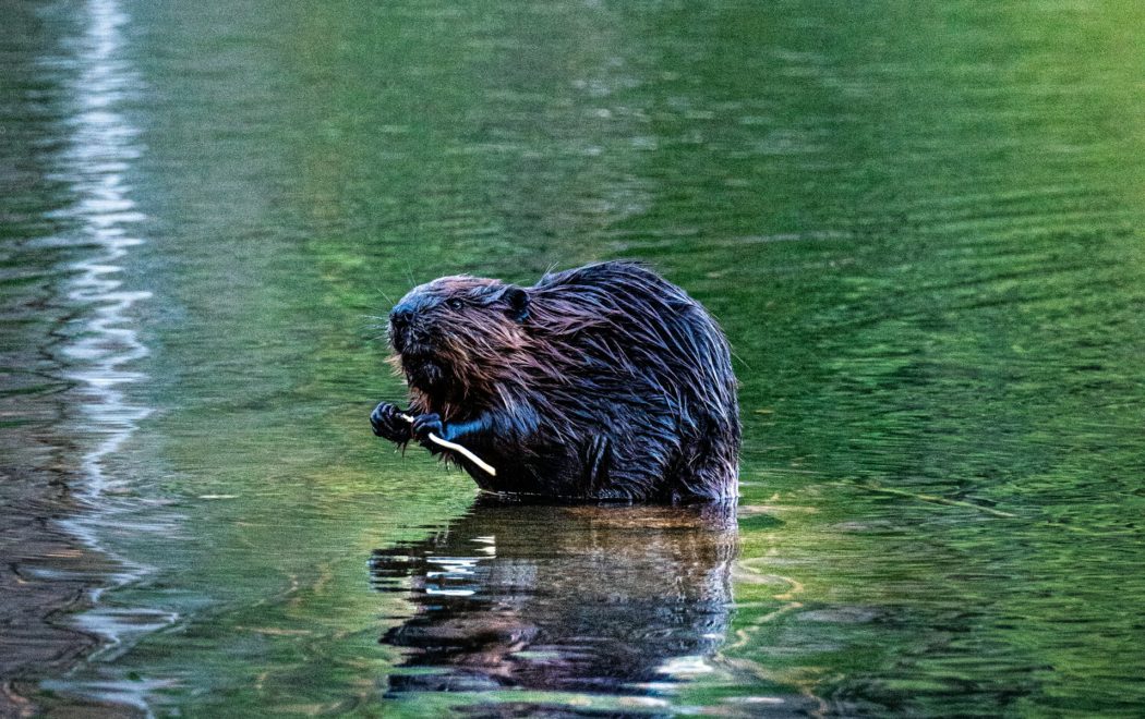 eliot-sachot–0gp_EB9Qqg-unsplash