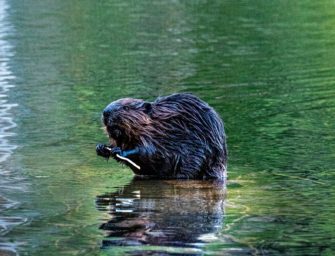 Wildunfall: Biber lässt Baum auf Fahrbahn krachen