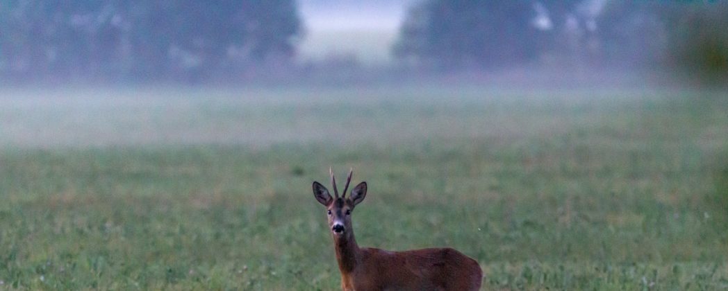 Dortmund: Reh bleibt in Zaun stecken und löst Einsatz aus